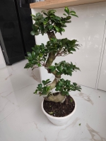 Bonsai Ficus